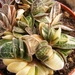 gasteria. bicolor