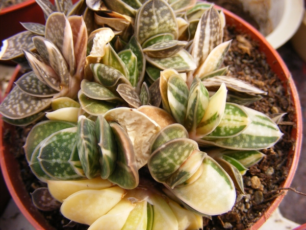 gasteria. bicolor