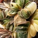 gasteria. bicolor.                                  2