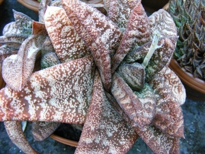 gasteria  batesiana