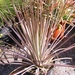 agave   striata . v . rubra