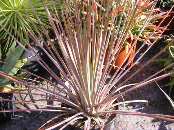 agave   striata . v . rubra