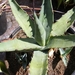 agave  chrysantha