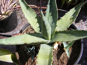 agave  chrysantha