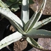 agave  deserti