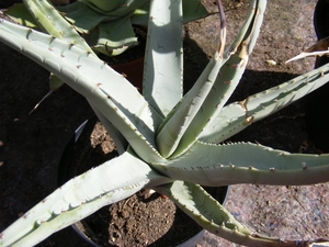 agave  deserti