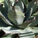 agave  fa perryi