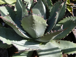 agave  fa perryi