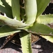 agave  leuchuguilla