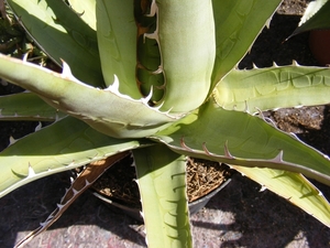 agave  leuchuguilla