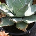 agave  parrasana