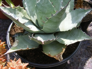 agave  parrasana