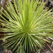 agave  striata