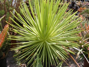 agave  striata