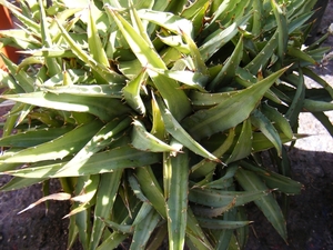 agave  utahensis . v . minor