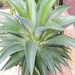agave  xxxxxxxxxxx