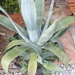 agave americana