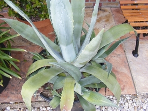 agave americana