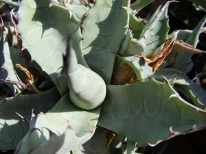 agave bahesis