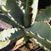 agave cerulata. v . subcerulata
