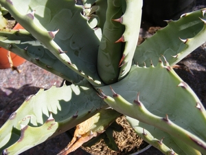 agave cerulata. v . subcerulata