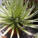 agave filifera