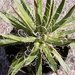 agave leopodii