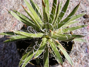 agave leopodii