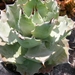 agave potatorum