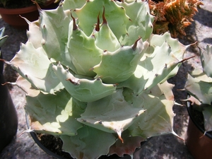 agave potatorum