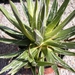 agave toumeyana