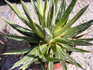 agave toumeyana