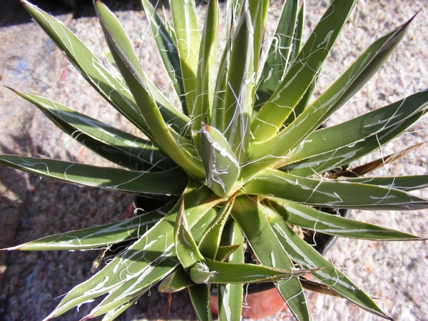 agave toumeyana