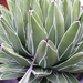agave victoria-regina