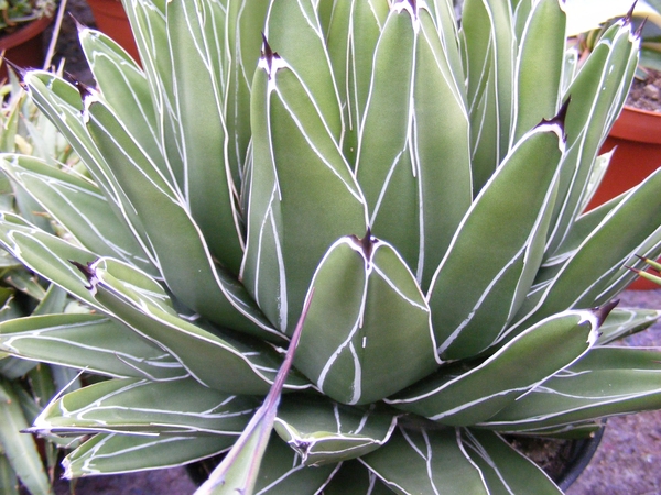 agave victoria-regina