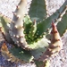 aloe  aeunlata  fa crouziana