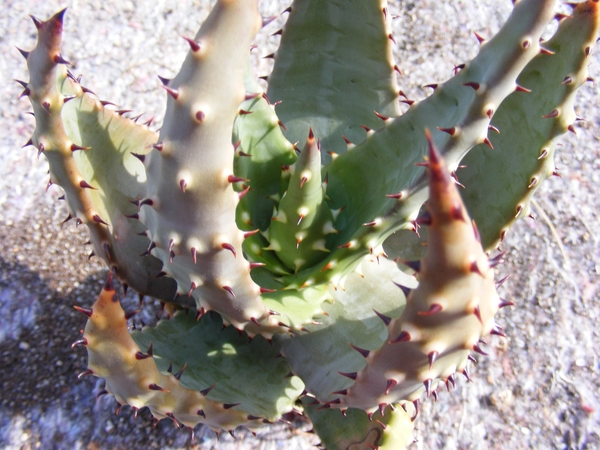 aloe  aeunlata  fa crouziana