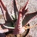 aloe  reitzi