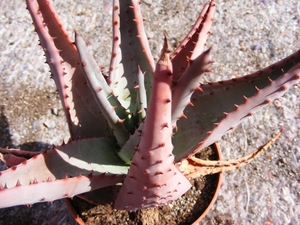 aloe  reitzi