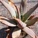aloe  claviflora