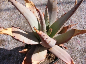 aloe  claviflora