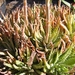 aloe  humiles