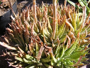 aloe  humiles