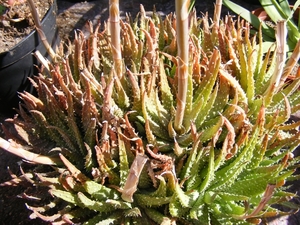 aloe  humiles