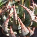 aloe  peglarae