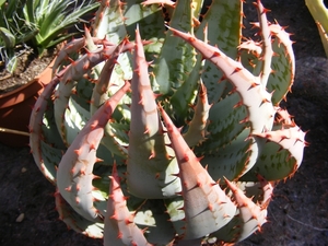 aloe  peglarae