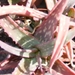 aloe  sincecana