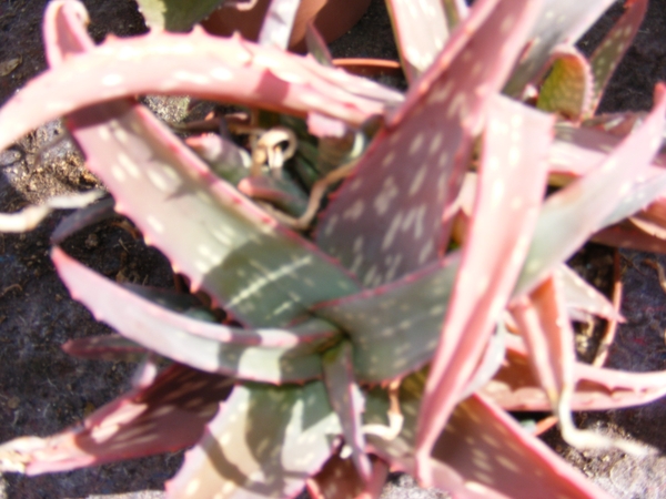 aloe  sincecana