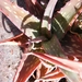aloe  sincecana.                          2