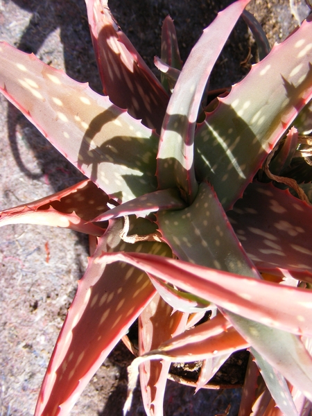 aloe  sincecana.                          2